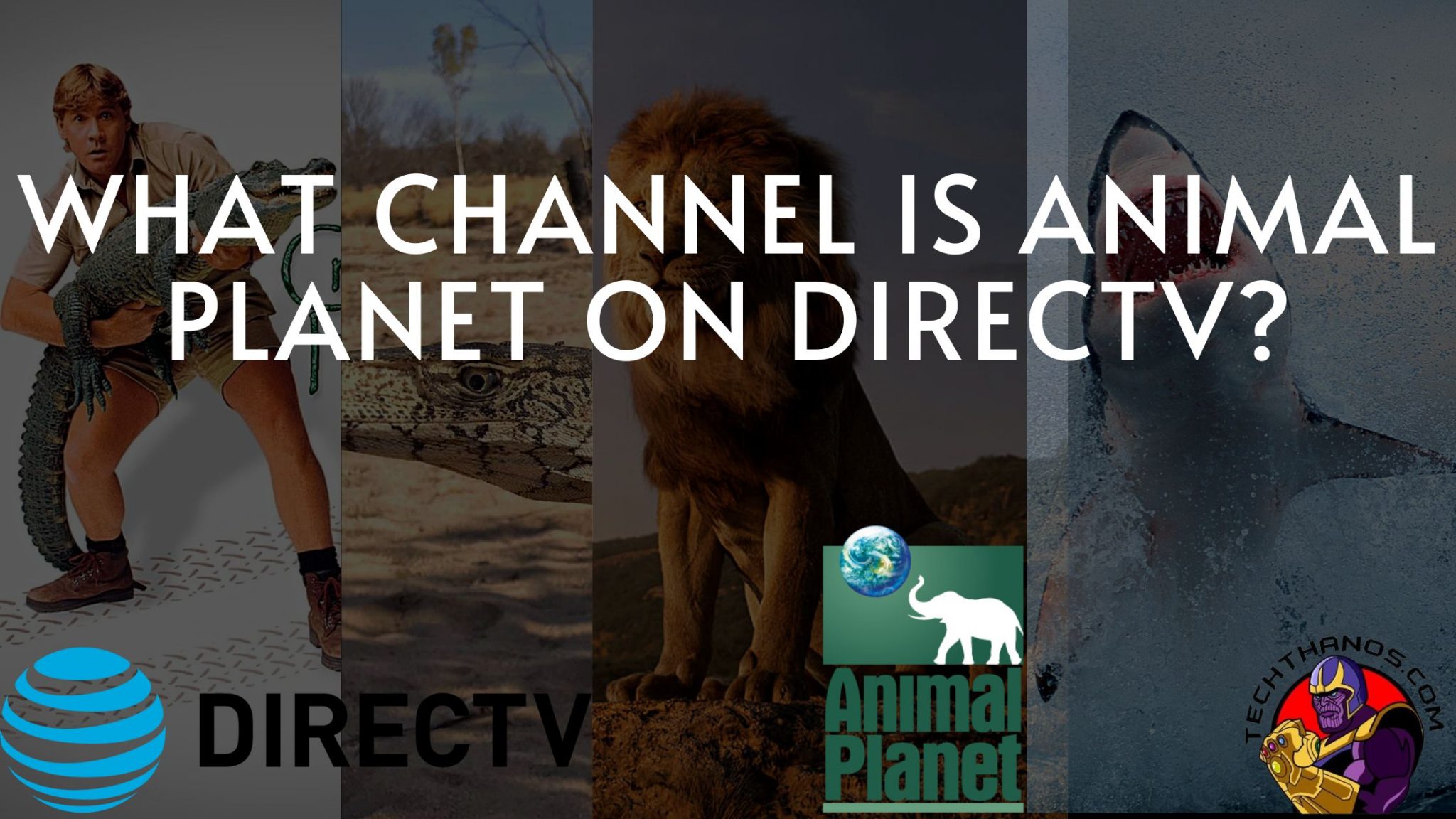 What Channel is Animal Planet on DirecTV? |2022 Updated| - Tech Thanos