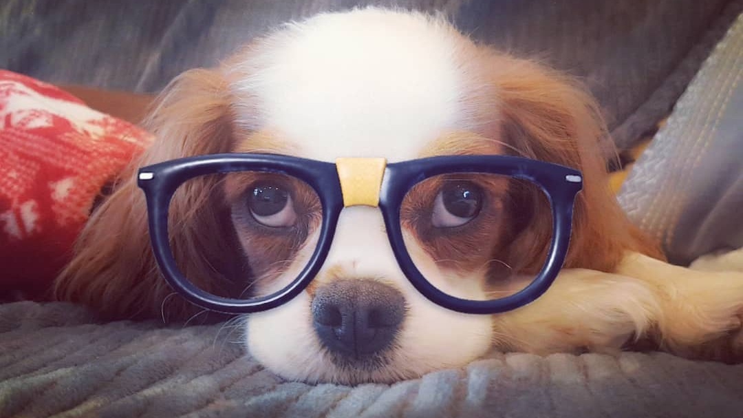 What Snapchat Filters Work on Dogs