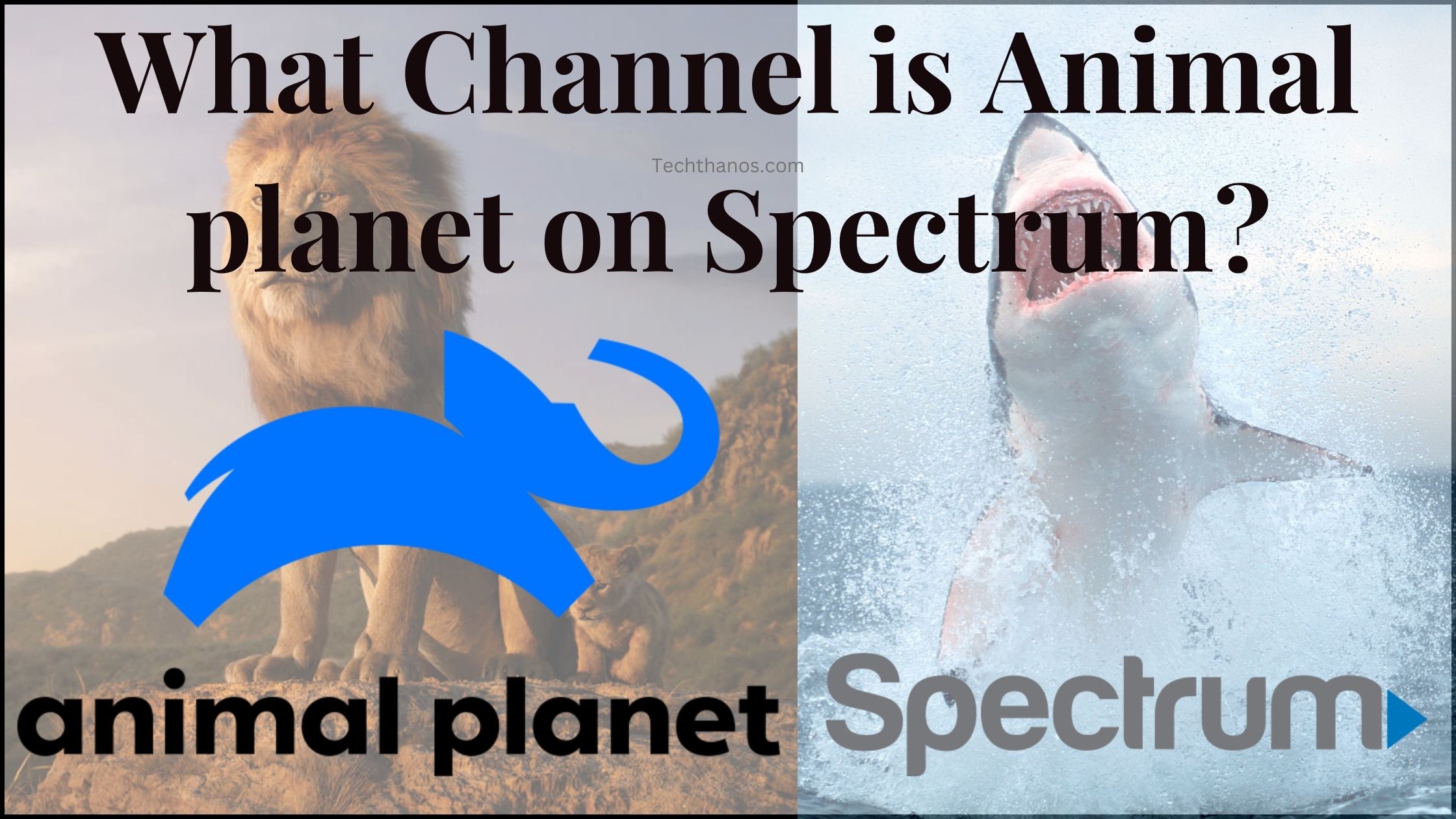 What Channel is Animal planet on Spectrum?